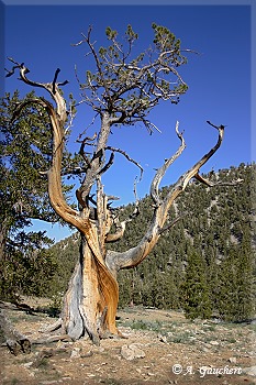 Bristlecone Pine